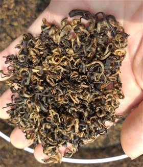 Hồng Trà Shan Tuyết Vị Xuyên Hà Giang